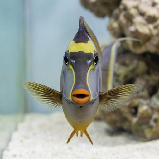 Naso Tang - Image 2