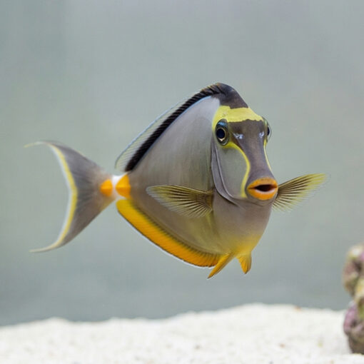 Naso Tang - Image 3