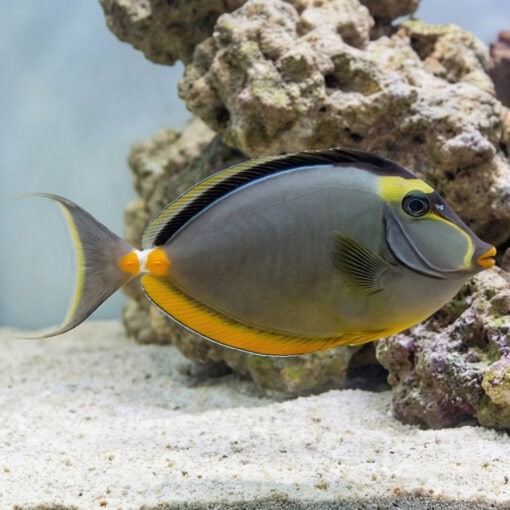 Naso Tang - Image 4