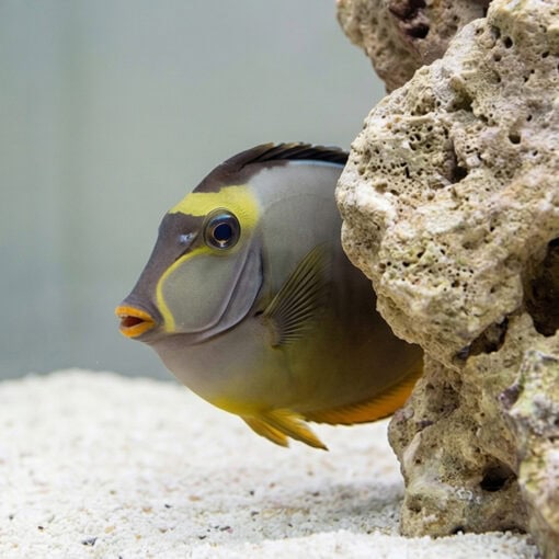 Naso Tang - Image 5