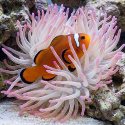 Alternative view of Nearly Naked Ocellaris Clownfish With Dots: Captive Bred