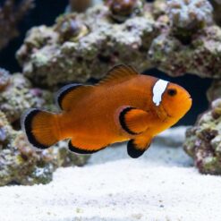 Nearly Naked Ocellaris Clownfish With Dots: Captive Bred