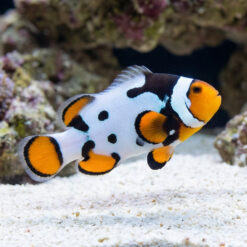 Nebula Percula Clownfish: Captive Bred Grade B