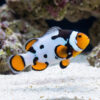 Nebula Percula Clownfish: Captive Bred Grade B