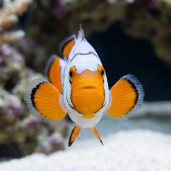 Alternative view of Nebula Percula Clownfish: Captive Bred Grade B