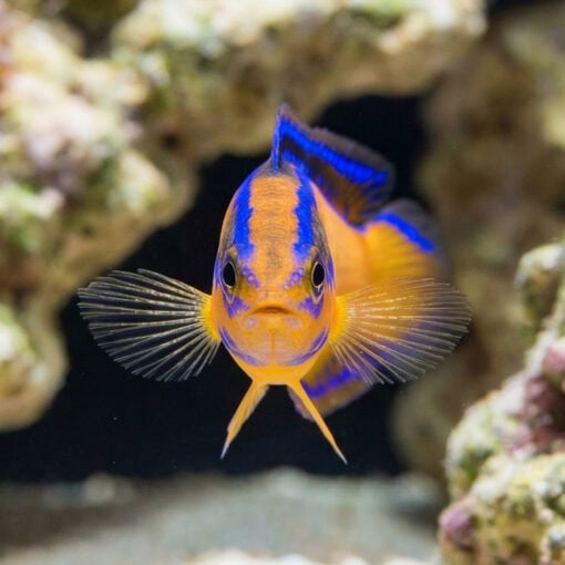 Neon Dottyback - Image 2
