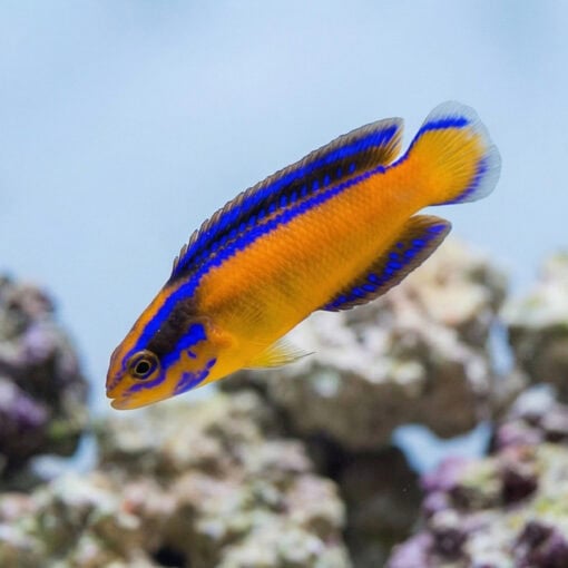 Neon Dottyback - Image 3
