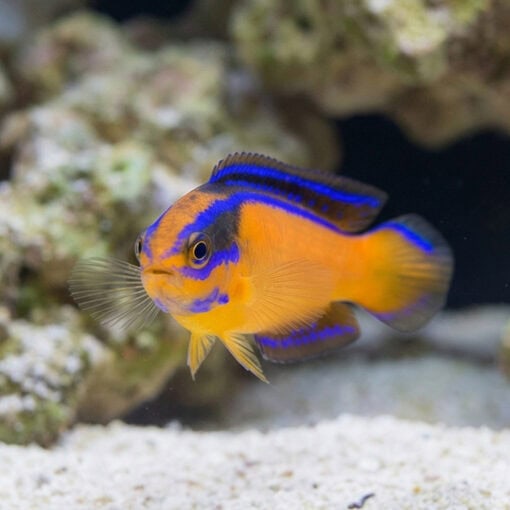 Neon Dottyback - Image 4