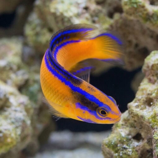 Neon Dottyback - Image 5