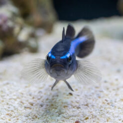 Alternative view of Blue Neon Goby