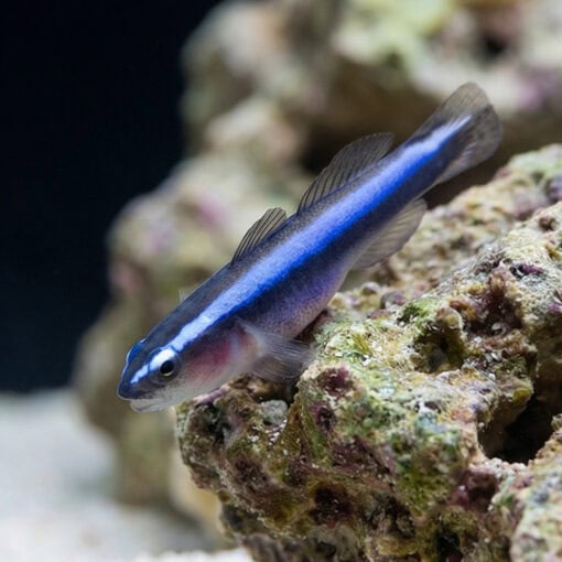Blue Neon Goby - Image 3