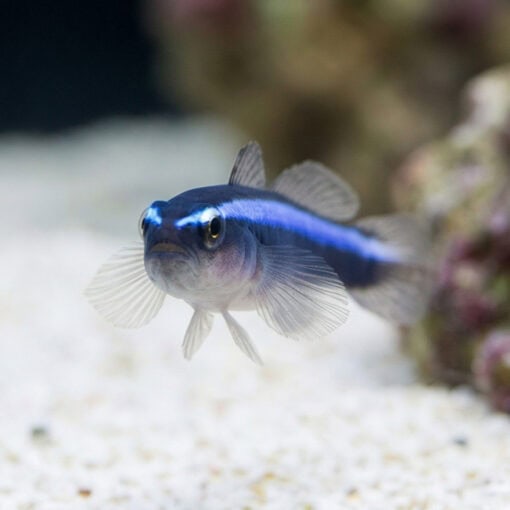 Blue Neon Goby - Image 4