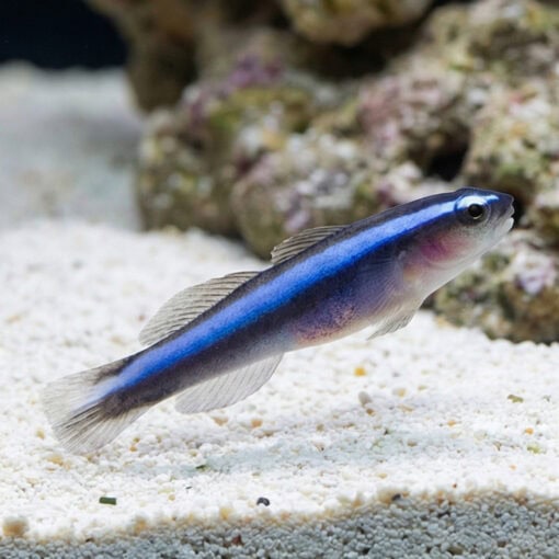 Blue Neon Goby - Image 5