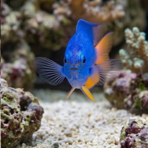 Electric Blue Damsel - Image 2