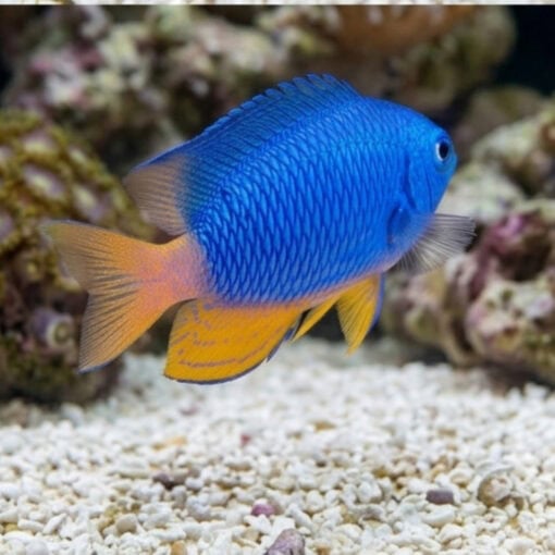 Electric Blue Damsel - Image 3
