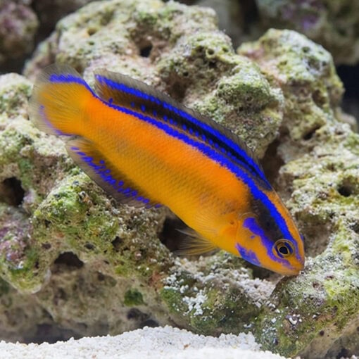 Neon Dottyback