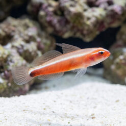 Neon Eviota Goby: Gold