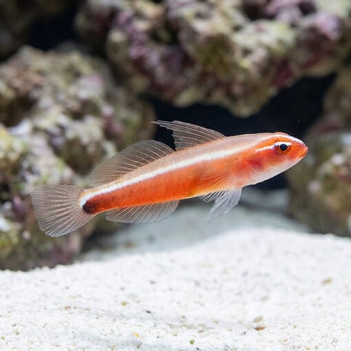 Neon Eviota Goby: Gold