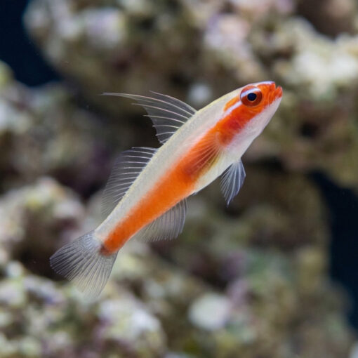 Neon Eviota Goby: Red