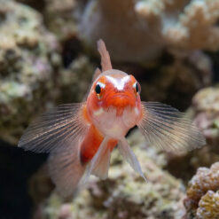 Alternative view of Neon Eviota Goby: Gold