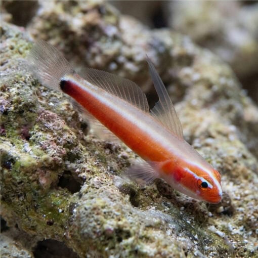 Neon Eviota Goby: Gold - Image 3