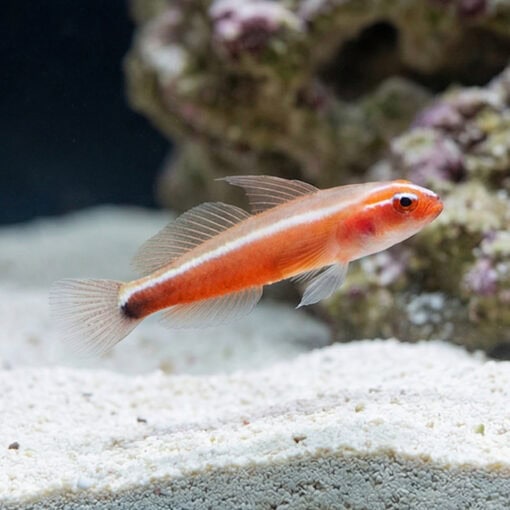 Neon Eviota Goby: Gold - Image 4