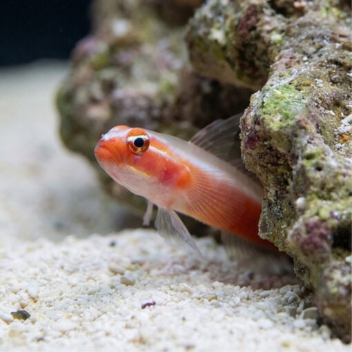 Neon Eviota Goby: Gold - Image 5