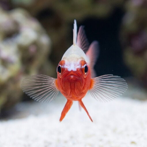 Neon Eviota Goby: Red - Image 2