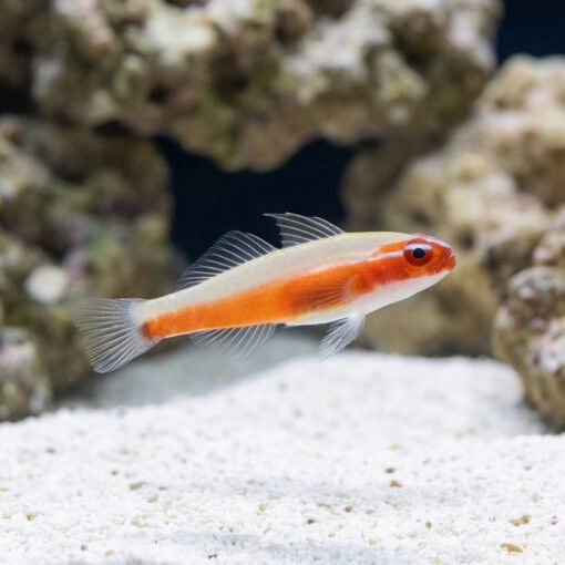 Neon Eviota Goby: Red - Image 3