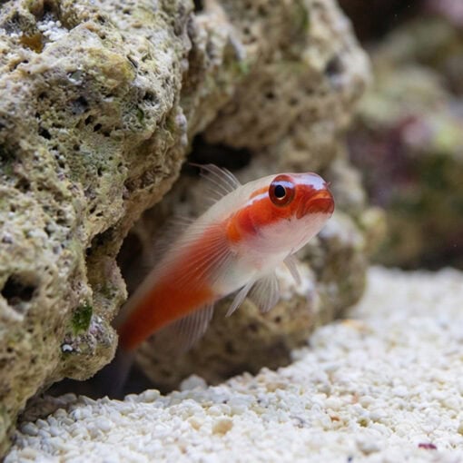 Neon Eviota Goby: Red - Image 4