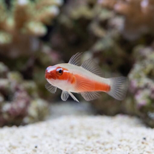 Neon Eviota Goby: Red - Image 5