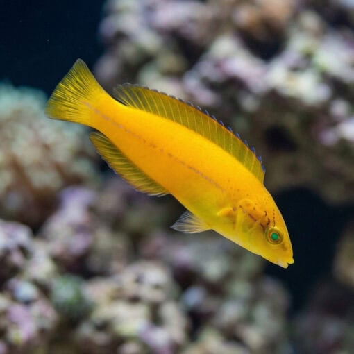 Neon Wrasse