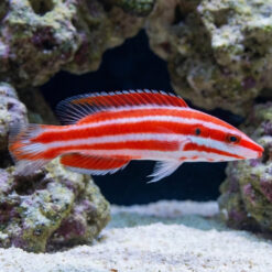 Neopercularis Hogfish