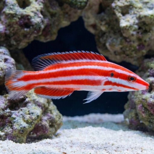 Neopercularis Hogfish
