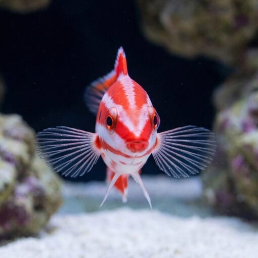 Neopercularis Hogfish - Image 2
