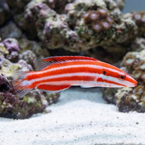Neopercularis Hogfish - Image 3