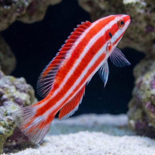 Neopercularis Hogfish - Image 4