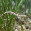 Network Pipefish