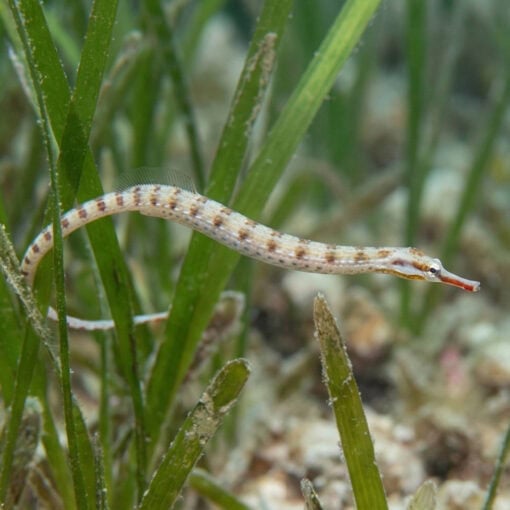 Network Pipefish