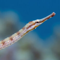 Alternative view of Network Pipefish