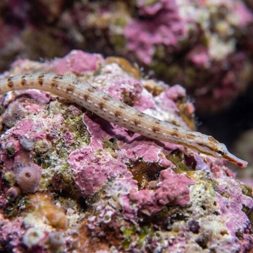 Network Pipefish - Image 3