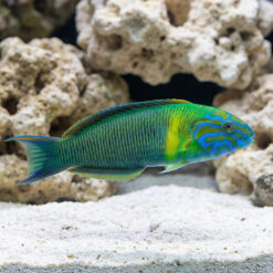 Newton's Wrasse