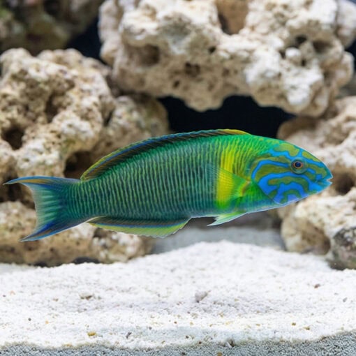 Newton's Wrasse