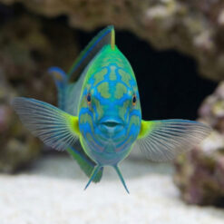 Alternative view of Newton's Wrasse