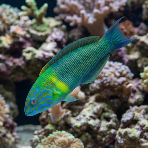 Newton's Wrasse - Image 3