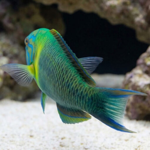 Newton's Wrasse - Image 4