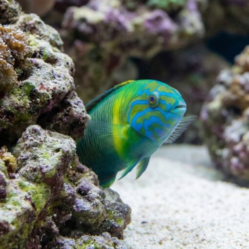 Newton's Wrasse - Image 5