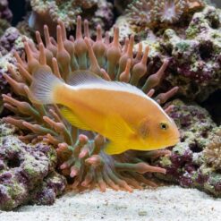 Nosestripe Skunk Clownfish