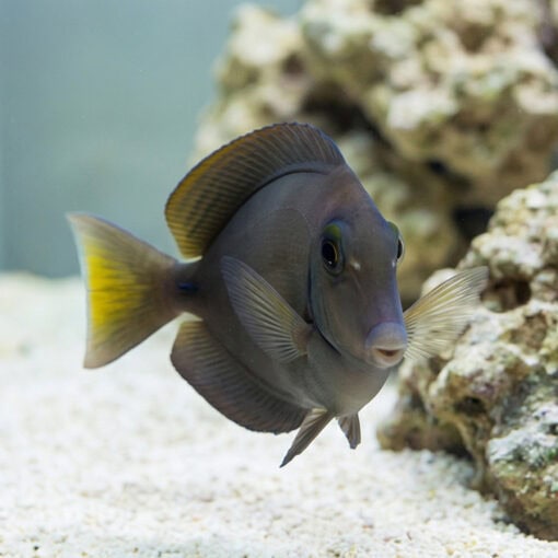 Ocean Surgeonfish - Image 2
