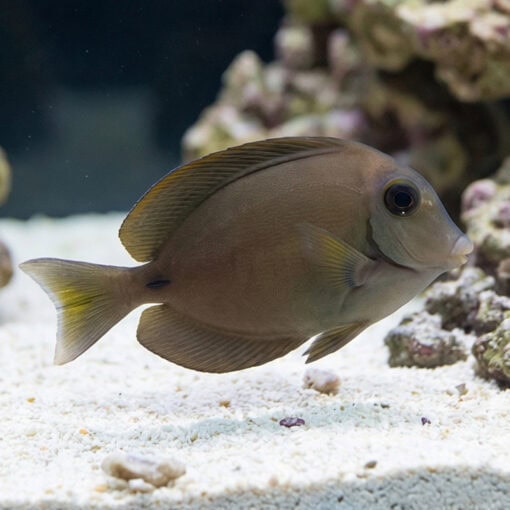 Ocean Surgeonfish - Image 3